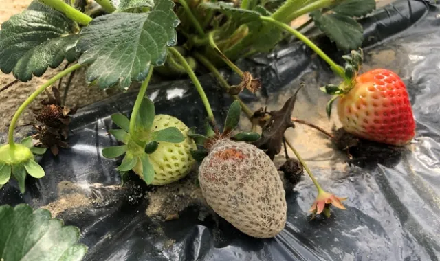 Botrytis fruit rot