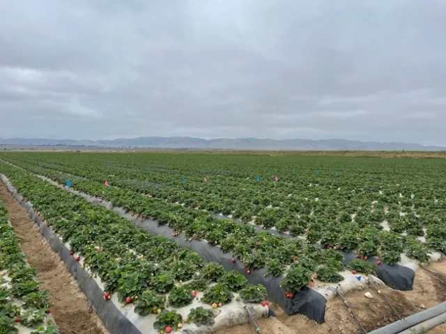 Strawberry botrytis study plots