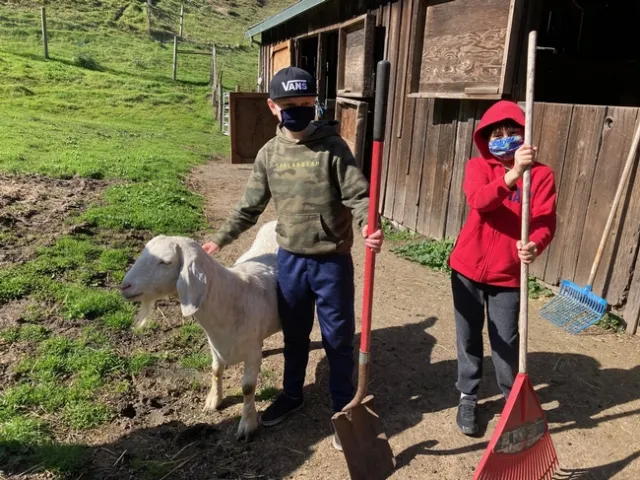 Two boys holding rakes stand beside a white goat.