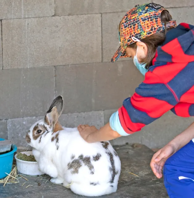 Child in hat and red and blue-striped shirt strokes the back of a rabbit that has a white coat with brown spots.