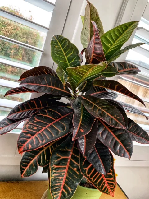 Photo by Deborah Pacheco