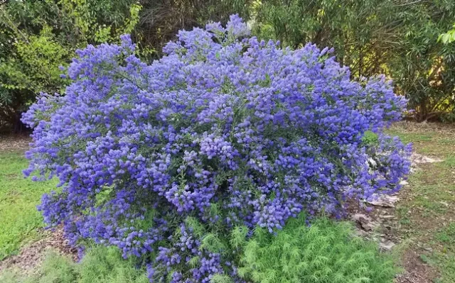 Ceanothus, Concha, J. Alosi