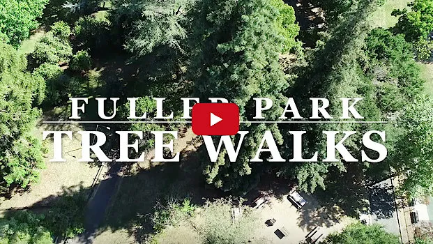 Click to See a YouTube of Our Trees!