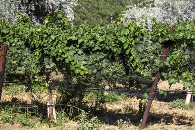 Romona Winery_10x6 in