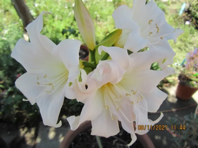 photos by Betsy Buxton