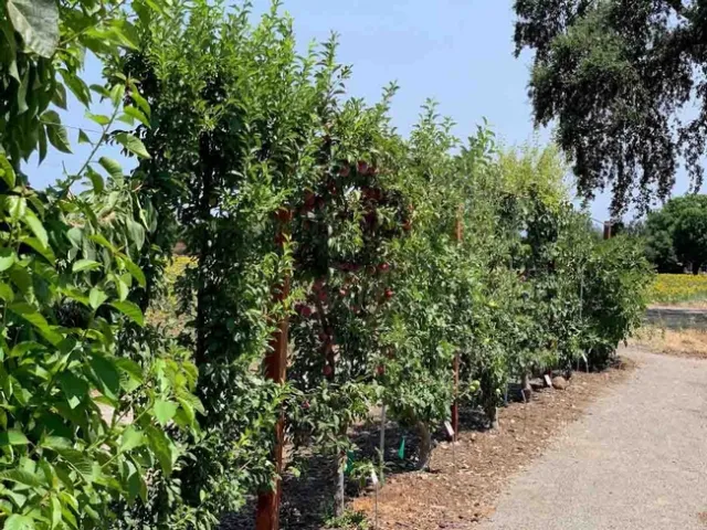 Espalier Garden at Patrick Ranch in July, Laura Kling