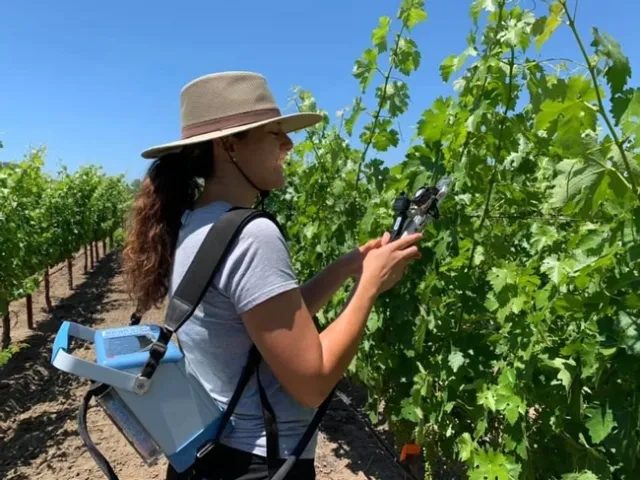 UC Davis graduate student measure photosynthesis on cabernet sauvignon grapevines