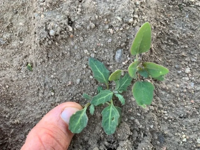 Photo 4. Oakleaf goosefoot in comparison with lambsquarter seedling (on left).
