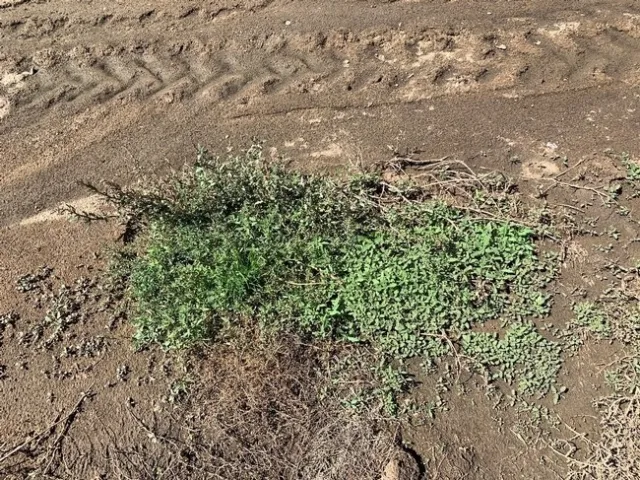 Photo 6. Flush of oakleaf goosefoot seedlings and more mature plants in a ditch