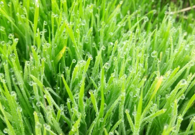 healthy pasture outcompetes weeds