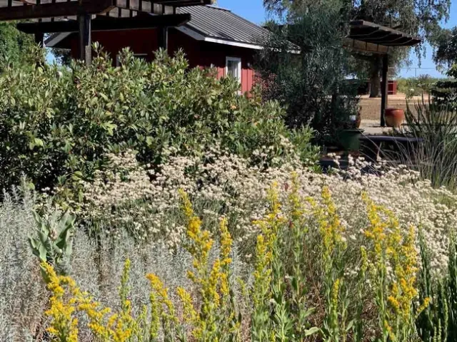 CA Native Garden at Demo Garden at Patrick Ranch, Laura Kling