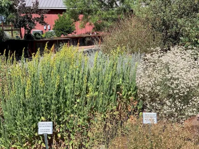 CA Native Garden at Demo Garden at Patrick Ranch, Laura Kling