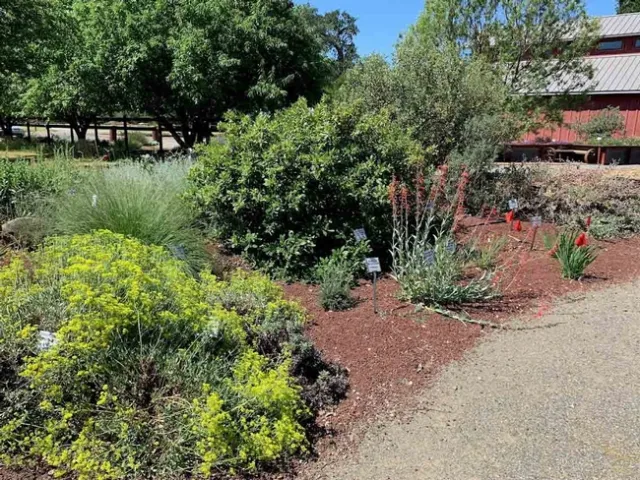 CA Native Plant Garden, Demo Garden at Patrick Ranch, Laura Kling