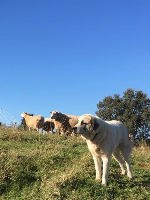 Livestock guardian dog protecting sheep