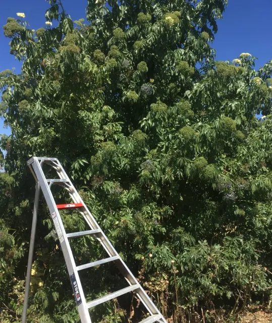 A mature elderberry shrub on a Sacramento Valley farm being harvested