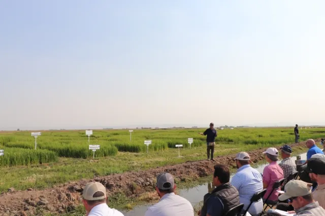 Dr. Kassim Al-Khatib at the CA Rice Field Day 2021