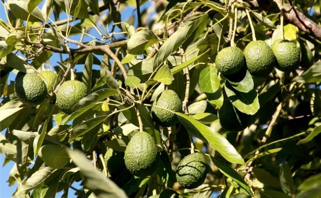 avos