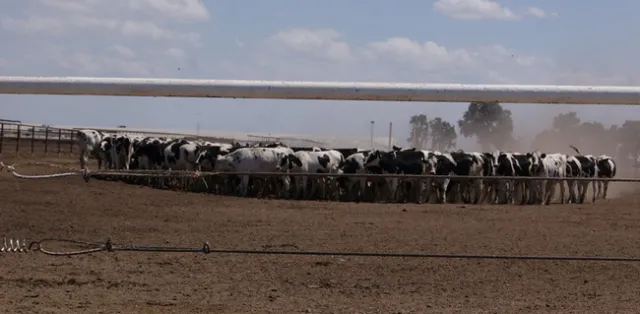 Black and white cows bunch together at a dairy.
