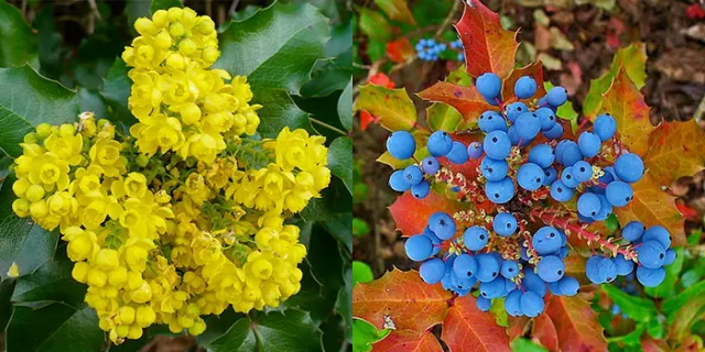 Mahonia aquifolium (Oregon Grape)