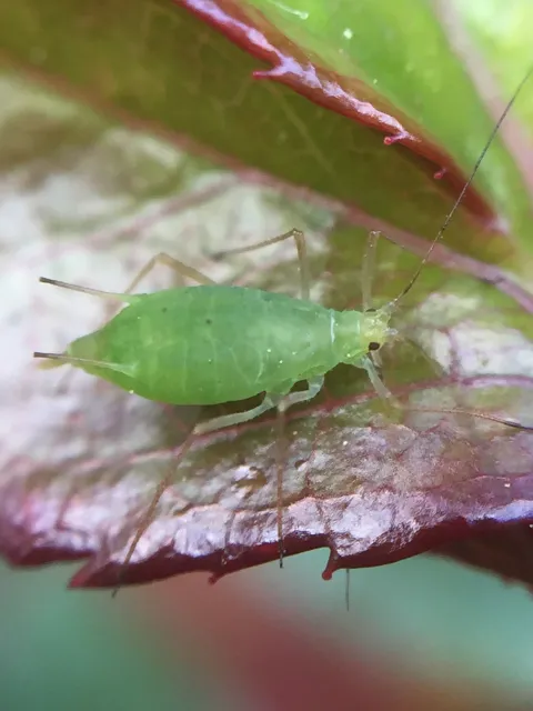 aphid closeup jennifer baumbach