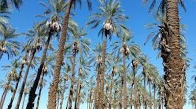 date palms
