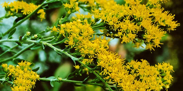 Solidago californica (California goldenrod)