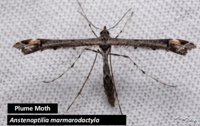 Anstenoptilia marmarodactyla Plume Moth