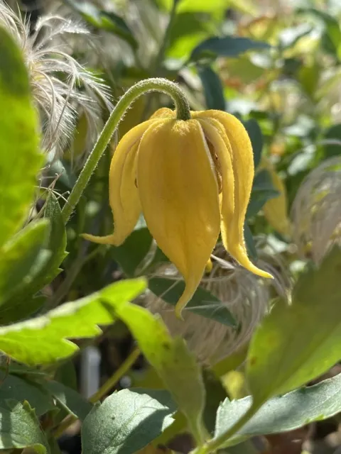 thumbnail Attachment-2