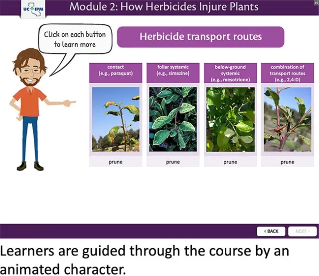 Screen from the course, Module 2: How Herbicides Injure Plants with cartoon person and text bubble “Click on each button to learn more”. Person is pointing to the images demonstrating different herbicide transport routes including contact (e.g. paraquat), foliar systemic (e.g. simazine), below ground systemic (e.g. mesotrione), and combination of transport routes (e.g. 2,4-D). Each example is accompanied by a photo of symptoms caused by the given herbicide on prune.