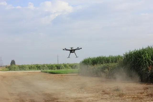 Drone flies over sorghum at Kearney Agricultural Research and Extension Center.