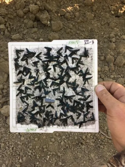 Moths on adhesive liner-Carson DiCicco