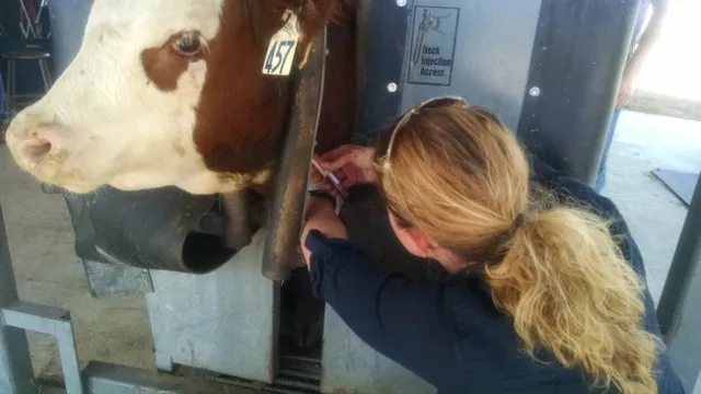 Laura Snell takes blood samples from cattle to test for micronutrient deficiencies