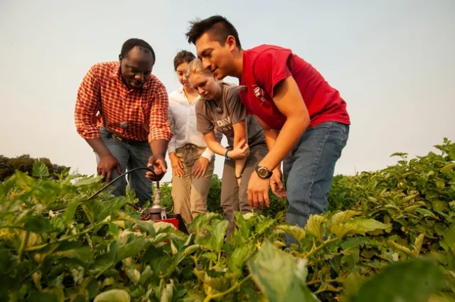 Surrounded by green leaves, Isaya Kisekka on left in red checked shirt and blue jeans, and two young women and a young man look at a neutron probe in a field.