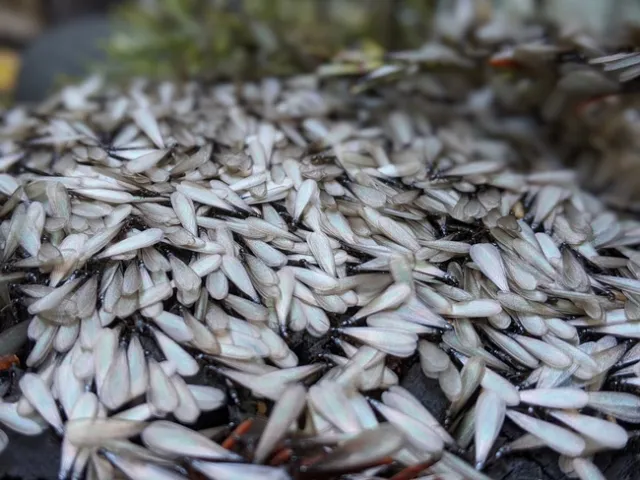 Hundreds of winged subterranean termites at rest.