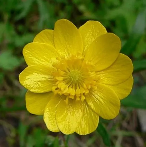 Ranunculus californicus CA Buttercup Flower