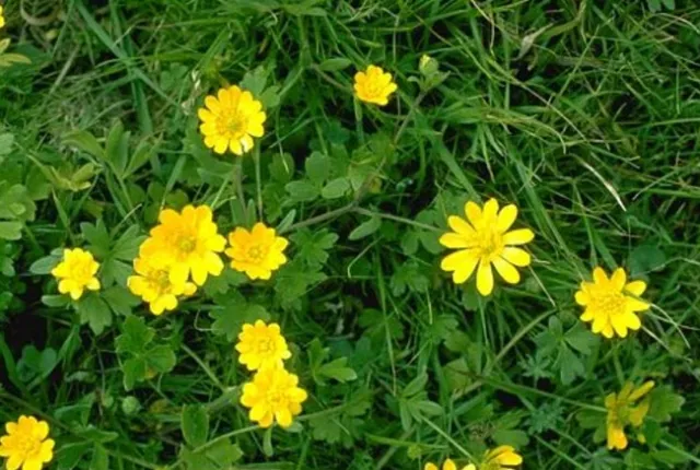 Ranunculus californicus CA Buttercup Plant