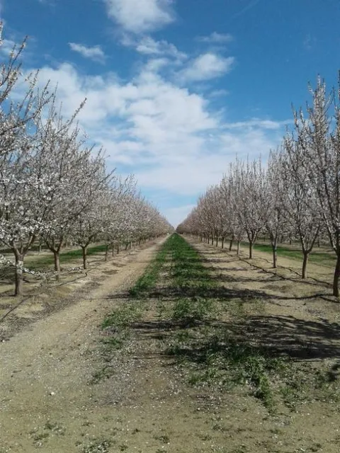 Two rows of almond trees with pink bloom, with ground in between rows covered with very sparse green growth of small plants.