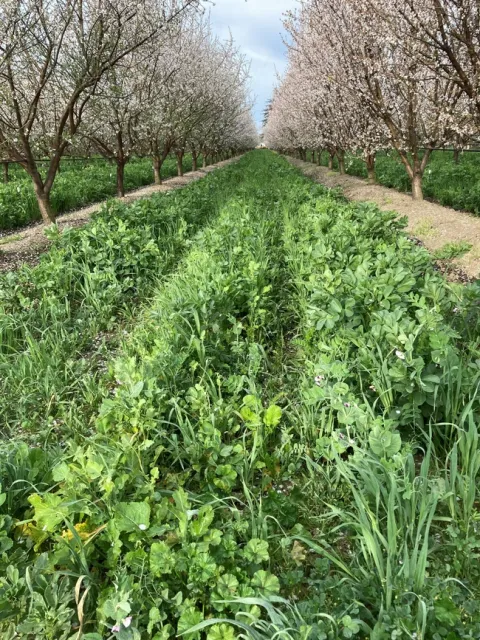 A lush green carpet of vegetation fills the ground between rows of trees.