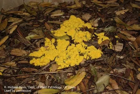 slime mold