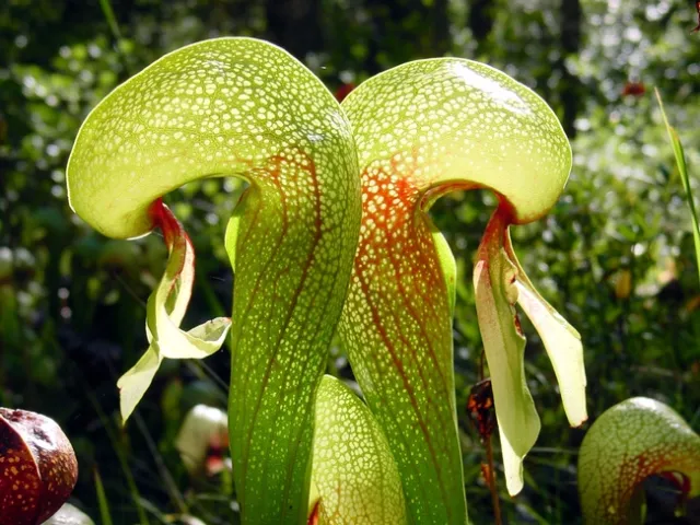 Darlingtonia californica ne1 Cobra Plant v2