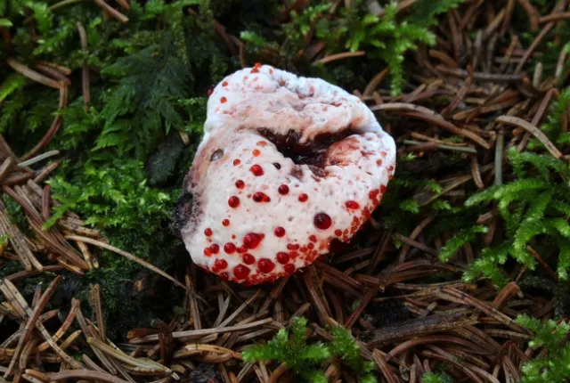 Scharfer Korkstacheling Hydnellum peckii v3