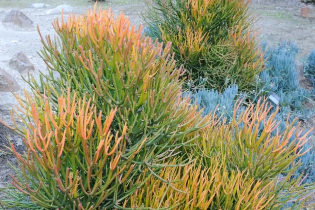 3153537031 89faf850af 4k