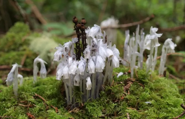 2560px-Ghost Plant Monotropa uniflora (7641780272) v2