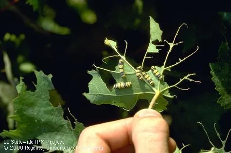 skeletonized leaf