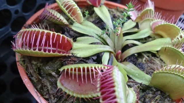 00 Venus Fly Trap (Dionaea muscipula) 5