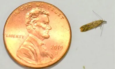 2AlfalfaLeaftierMoth