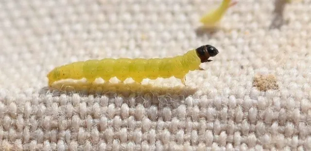 5AlfalfaLeaftierCaterpillar