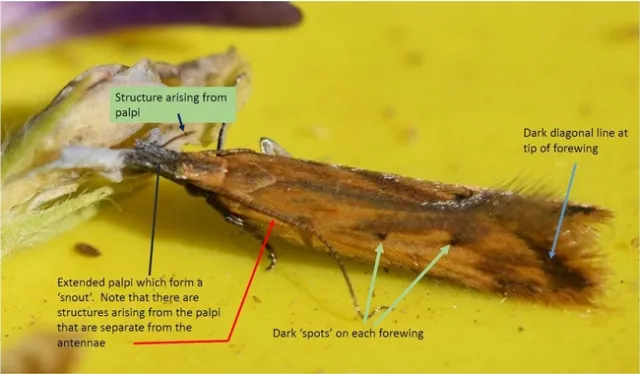 3AlfalfaLeaftierMothMarkings