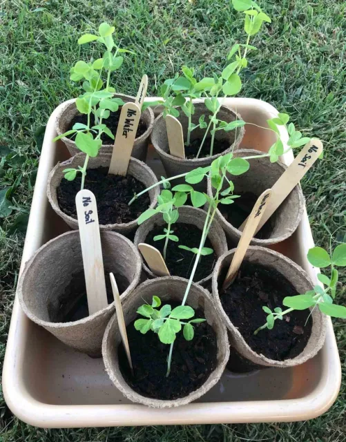 Seeds growing at Little Chico Creek elementary - part of NGSS curriculum, Karina Hathorn