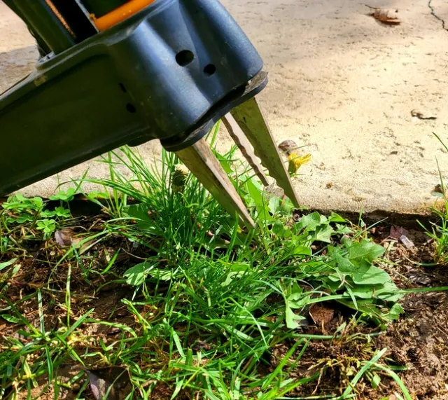 Place top of tool directly over weed.